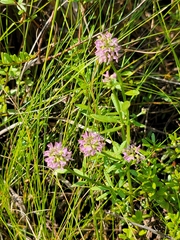Polygala brevifolia