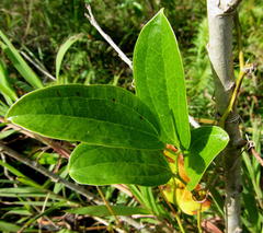 Smilax anceps