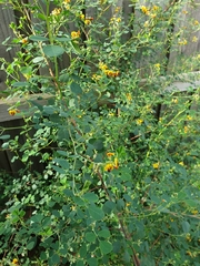 Goodia medicaginea