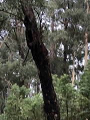 Alisterus scapularis