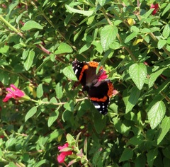 Vanessa atalanta