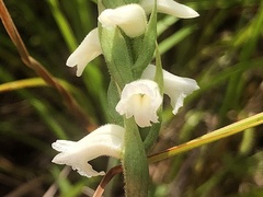 Spiranthes ochroleuca