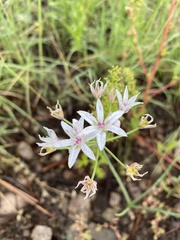 Allium rhizomatum