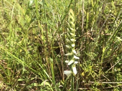 Spiranthes ochroleuca