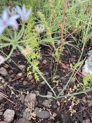 Allium rhizomatum
