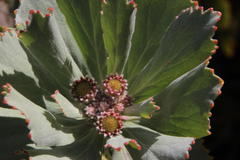 Leucospermum winteri