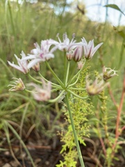 Allium rhizomatum