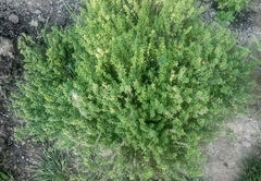 Thymus × citriodorus