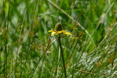 Rudbeckia californica
