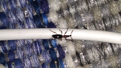 Cylas formicarius