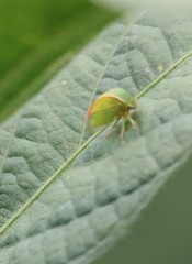 Spissistilus festinus