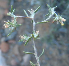 Helichrysum asperum