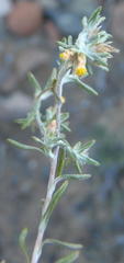 Helichrysum asperum