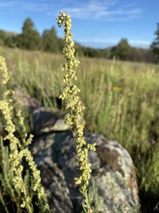 Artemisia carruthii carruthii