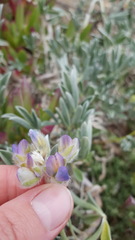 Lupinus tidestromii