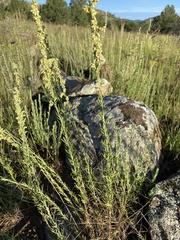 Artemisia carruthii carruthii