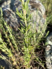 Artemisia carruthii carruthii