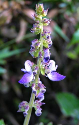 Coleus bojeri image