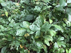 Rubus wheeleri
