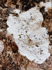 Diplotomma alboatrum