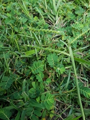 Paspalum setaceum
