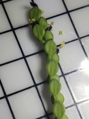 Paspalum setaceum