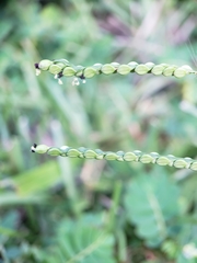 Paspalum setaceum