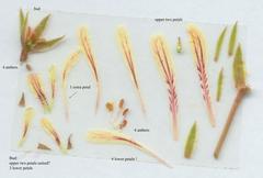 Pelargonium longiflorum