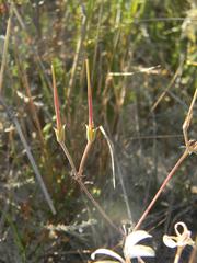 Pelargonium longiflorum