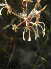 Pelargonium longiflorum