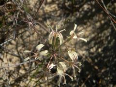 Pelargonium longiflorum