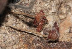 Pelargonium ternifolium