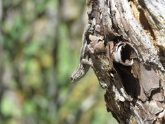 Sceloporus virgatus