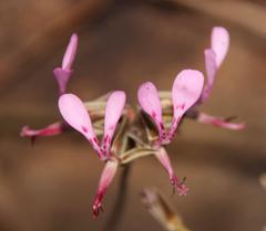 Pelargonium ternifolium