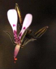 Pelargonium ternifolium