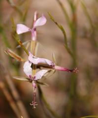 Pelargonium ternifolium
