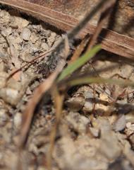 Pelargonium ternifolium