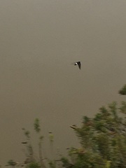 Tachycineta leucopyga