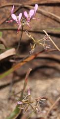 Pelargonium ternifolium