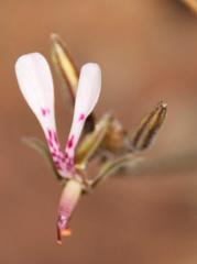 Pelargonium ternifolium