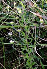 Selago swaziensis