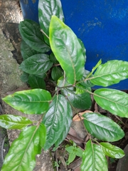 Diplopterys cabrerana