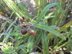 Corokia buddleioides