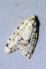 Thallarcha macilenta