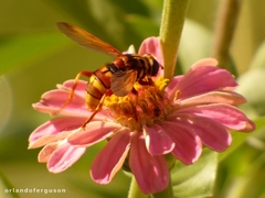 Milesia crabroniformis