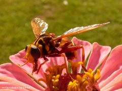 Milesia crabroniformis