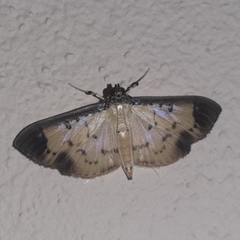 Eulepte concordalis