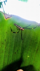 Nephila pilipes