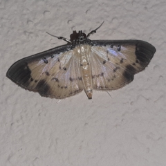 Eulepte concordalis