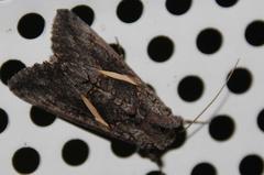 Vittaplusia vittata